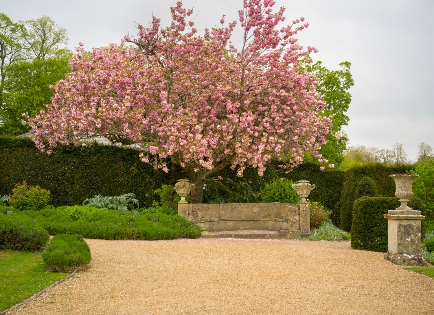 Cherry Tree photographed at the Wilton House in Wiltshire, England